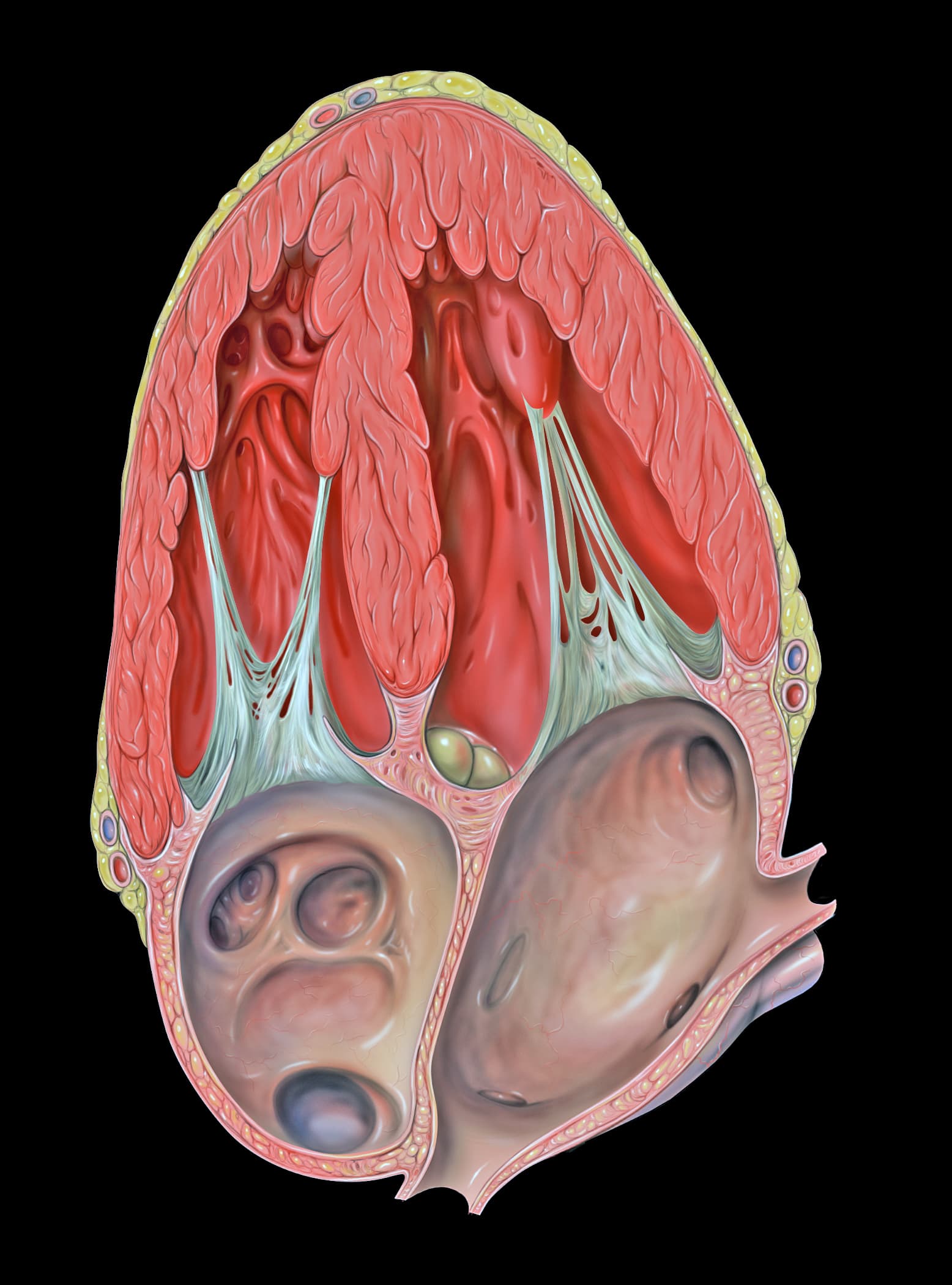 Illustration ur kursen Basic Cardiac Anatomy & Physiology