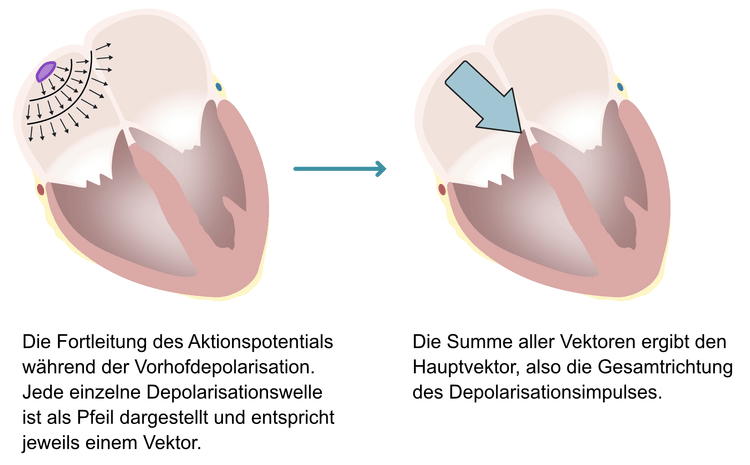 Abbildung 5. Das Prinzip der elektrischen Vektoren.