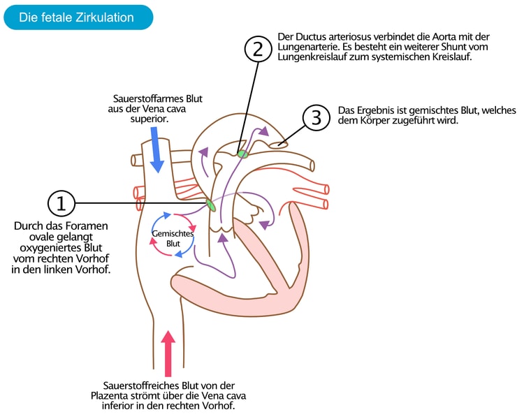 Abbildung 2. Die fetale Zirkulation. Angepasst von Anatomie & Physiologie OpenStax.