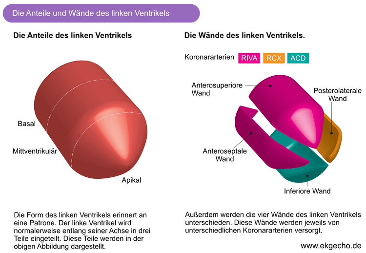 Abbildung 1. Wände des linker Ventrikel und der Koronararterie Versorgung.