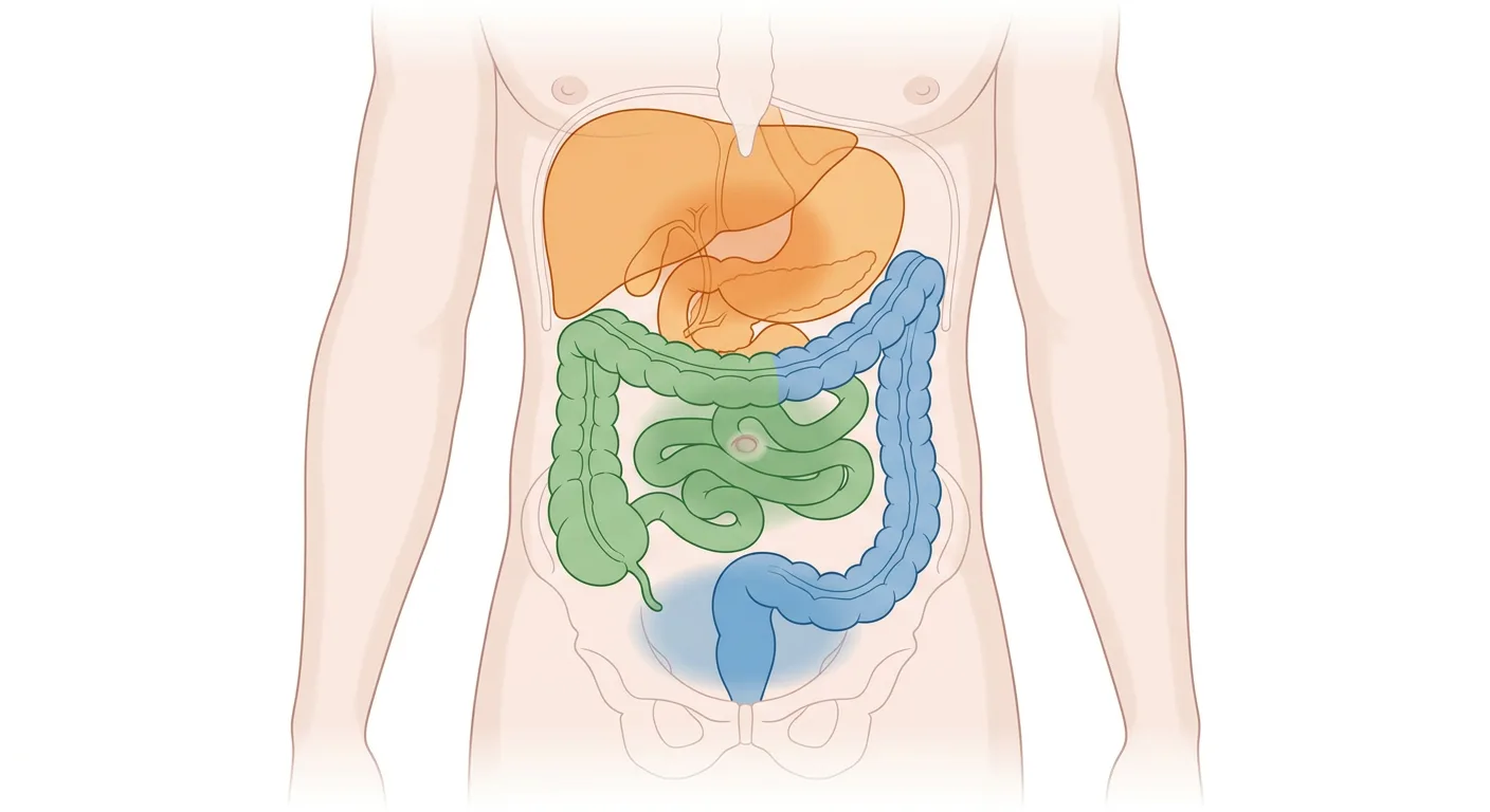 Bauchorgane von vorn, farbcodiert nach embryologischem Ursprung, mit den entsprechenden Schmerzzonen im Epigastrium, periumbilikal und im Hypogastrium.