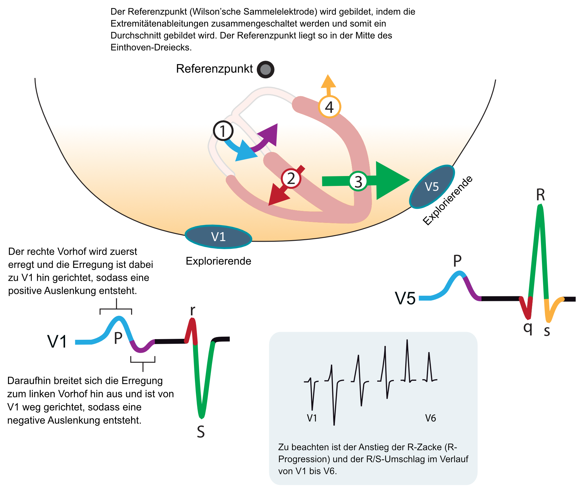 Elektrische Vektoren der Kammererregung in der Horizontalebene mit Septumvektor, Vektor der freien Wand und Basisvektor