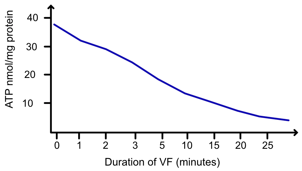Diagramm der myokardialen ATP-Konzentration, die während induzierten Kammerflimmerns über die Zeit abfällt.